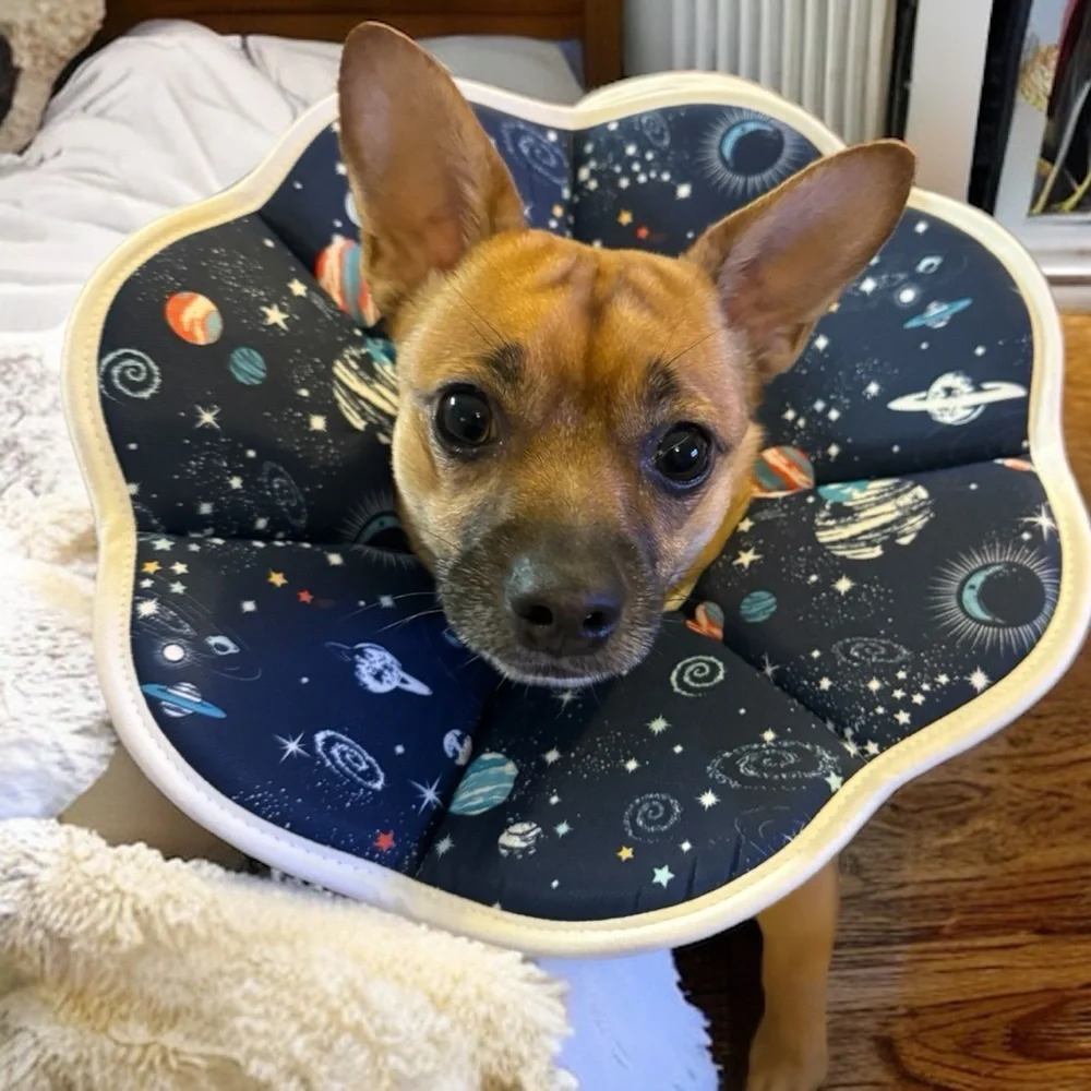 New Elizabethan Soft Dog Collar with Velcro Close - Galactic Design, Small, NWOT